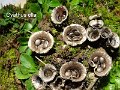 Cyathus olla-amf738